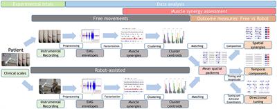 Robotic Assistance for Upper Limbs May Induce Slight Changes in Motor Modules Compared With Free Movements in Stroke Survivors: A Cluster-Based Muscle Synergy Analysis